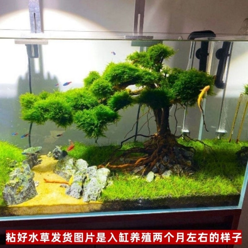 전문가용 친환경 나무 유목 아트 플라워 베이슨 (맞춤형 - Resin Art And Wood 리뷰 및 가격
