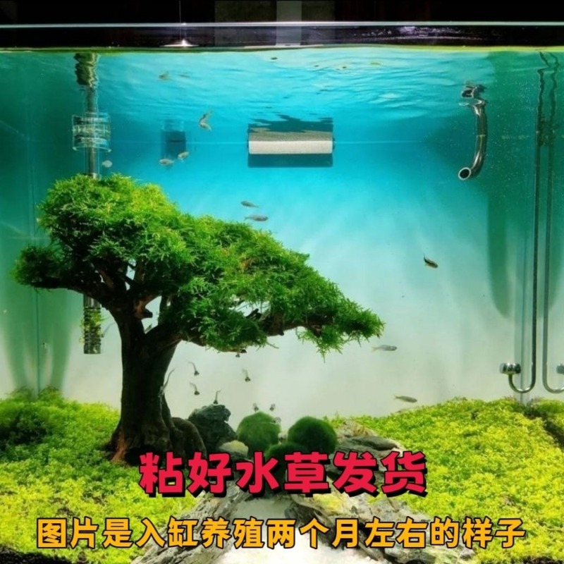 전문가용 친환경 나무 유목 아트 플라워 베이슨 (맞춤형 - Resin Art And Wood 리뷰 및 가격